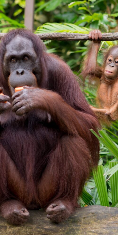 Borneo (Kalimantan) by Indonature Travel